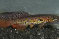Akvarij Ribe Fundulopanchax, braon Foto, briga i opis, karakteristike i uzgoj