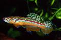 Akvarij Ribe Fundulopanchax, prugasta Foto, briga i opis, karakteristike i uzgoj