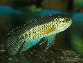 Golden Dwarf Cichlid care and characteristics