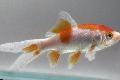 Goldfish care and characteristics