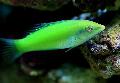 Green wrasse, Pastel-green wrasse Photo, characteristics and care