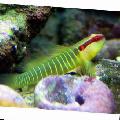 Greenbanded Goby Photo, characteristics and care