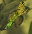 Aquariumvissen Guppy, Poecilia reticulata, Groen foto, zorg en beschrijving, karakteristieken en groeiend