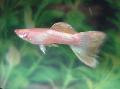 Guppy care and characteristics