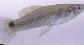 Aquarium Fish Heterandria, Silver Photo, care and description, characteristics and growing