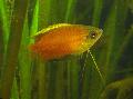 Miere Pitic Gourami