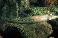 Horseface Loach Photo, characteristics and care