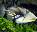 Humu Picasso Triggerfish Photo, characteristics and care