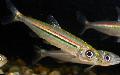 Aquarium Fish Iguanodectes adujai, Striped Photo, care and description, characteristics and growing