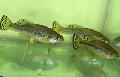 Akvarij Ribe Ilyodon, uočena Foto, briga i opis, karakteristike i uzgoj