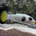 Immaculatus Puffer care and characteristics