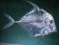 Indian threadfish, Tread fin Jack Photo, characteristics and care