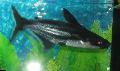 Iridescent Shark Catfish Photo, characteristics and care