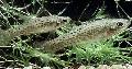 Akvarij Ribe Jenynsia, uočena Foto, briga i opis, karakteristike i uzgoj