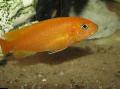 Peixes de Aquário Johanni Cichlid, Melanochromis johanni, Amarelo foto, cuidado e descrição, características e crescente