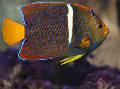 King angelfish Photo, characteristics and care