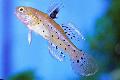 Aquarium Fish Knight Goby, Stigmatogobius sadanundio, Spotted Photo, care and description, characteristics and growing