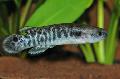 Aquariumvissen Kryptolebias, Gevlekt foto, zorg en beschrijving, karakteristieken en groeiend