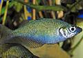 Lake Wanam rainbowfish,  Photo, characteristics and care