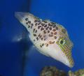 Leopard Puffer Photo, characteristics and care