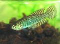 Aquarium Fish Leptolebias, Spotted Photo, care and description, characteristics and growing