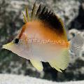 Pikk-Koon-Atlandi Butterflyfish