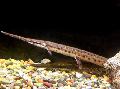 Ryby Akwariowe Longnose Gar, Lepisosteus osseus, Cętkowany zdjęcie, odejście i opis, charakterystyka i hodowla