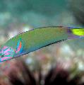 Lyretail wrasse, Moon wrasse care and characteristics