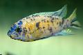 观赏鱼 马拉维梦, Labeotropheus fuelleborni, 斑 照, 关怀 和 描述, 特点 和 成长