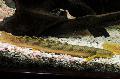 Marbled bichir care and characteristics