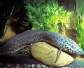 Marbled lungfish Photo, characteristics and care