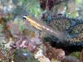 Masked Goby (Glass Goby) care and characteristics