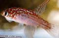 观赏鱼 Megalebias, 斑 照, 关怀 和 描述, 特点 和 成长