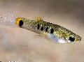 Aquarium Fish Micropoecilia, Spotted Photo, care and description, characteristics and growing