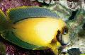 Akvariefiskar Härma Citronskal Tang, Acanthurus pyroferus, Gul Fil, vård och beskrivning, egenskaper och odling