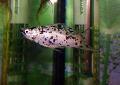 Akvarijske Ribice Molly, Poecilia sphenops, vložki fotografija, nega in opis, značilnosti in rast