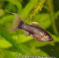 Aquarium Fish Molly, Poecilia sphenops, Brown Photo, care and description, characteristics and growing