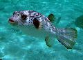 Narrow-Lined Puffer Photo, characteristics and care