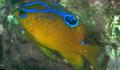 Aquarium Fish Neoglyphidodon, Yellow Photo, care and description, characteristics and growing