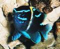 Aquarium Fish Neoglyphidodon, Blue Photo, care and description, characteristics and growing