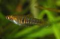 Aquarium Fish Neoheterandria, Striped Photo, care and description, characteristics and growing