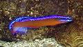 Neon Dottyback Photo, characteristics and care