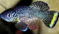 Akvarijné Ryby Nothobranchius, bodkovaný fotografie, starostlivosť a popis, vlastnosti a pestovanie