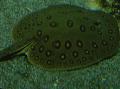 Akvariumas Žuvys Ocellate Upės Stingray, Potamotrygon motoro, taškuotas Nuotrauka, kad ir aprašymas, charakteristikos ir augantis