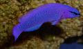 Orchid Dottyback Photo, characteristics and care