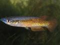 Aquariumvissen Pachypanchax, Goud foto, zorg en beschrijving, karakteristieken en groeiend