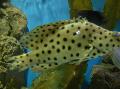 Aquariumvissen Panter Grouper, Cromileptes altivelis, Gevlekt foto, zorg en beschrijving, karakteristieken en groeiend