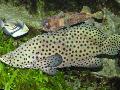Panther Grouper Photo, characteristics and care