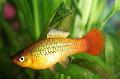 Papageienplaty care and characteristics