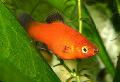 Papageienplaty care and characteristics